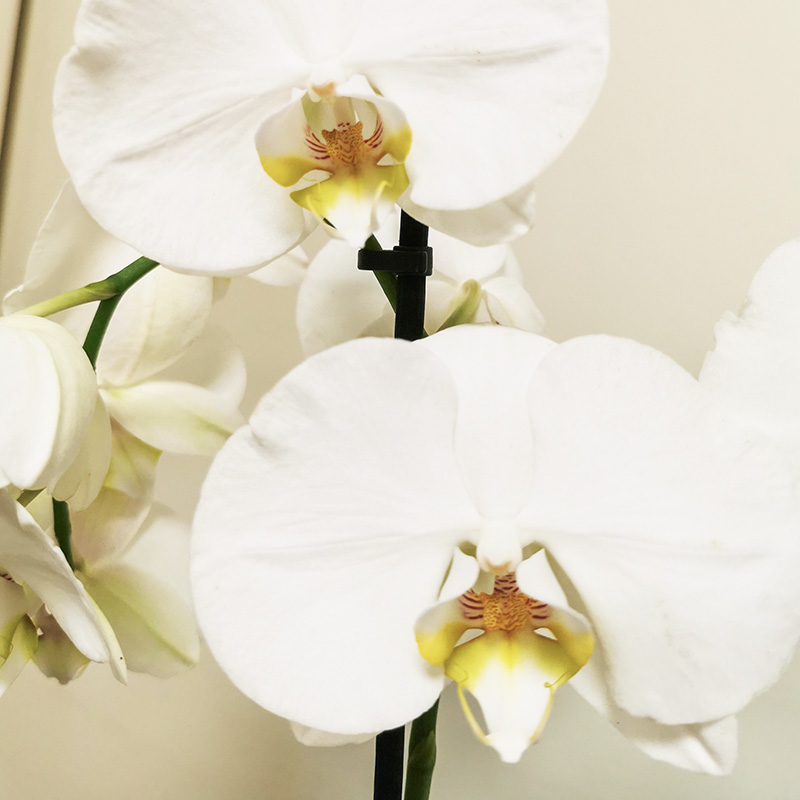 Descubra Kuva Phalaenopsis Blanc Thptnganamst Edu Vn